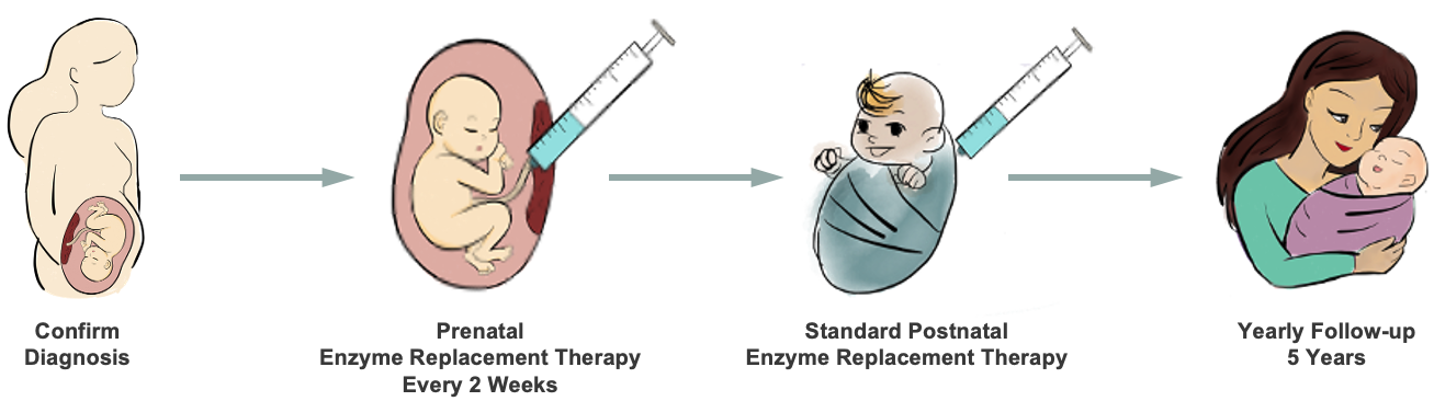 Drawing describing the four steps in the clinical trial, pregnant person confirms diagnosis, fetus receiving prenatal ERT between 18-35 weeks, postnatal standard ERT to baby, baby and parent to be seen yearly for follow up